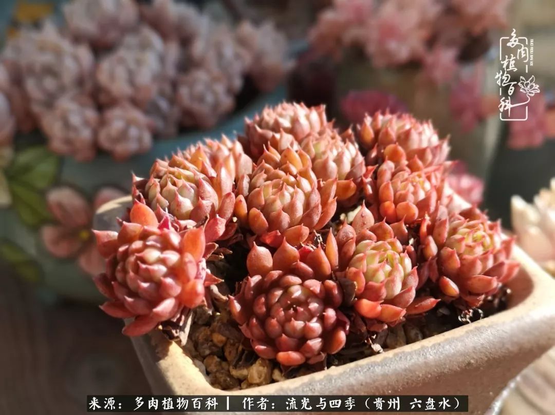 养多肉这几点新手必要知道,在养多肉的路上越走越远