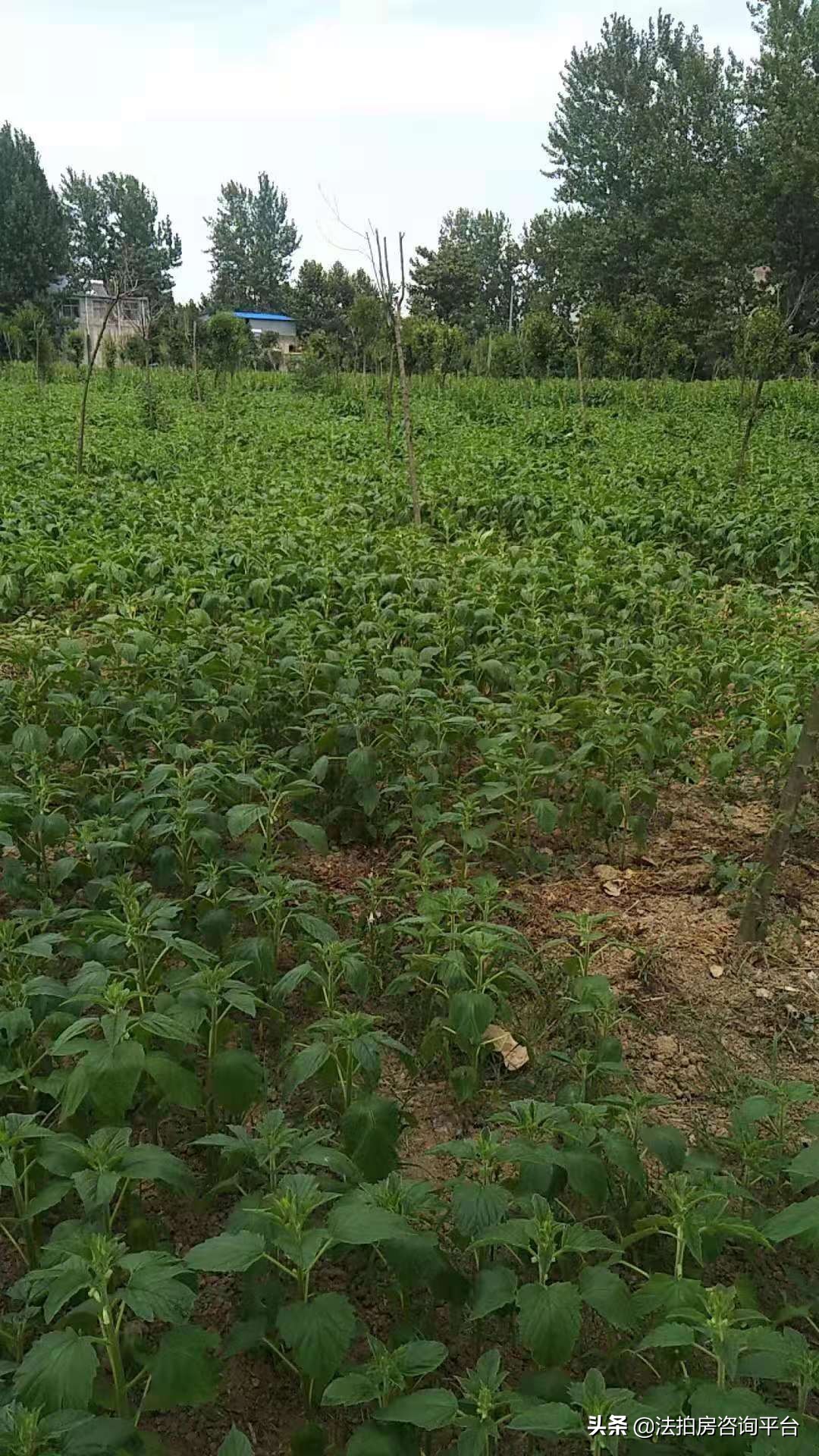 纯粹芝麻油,纯粹芝麻油广告