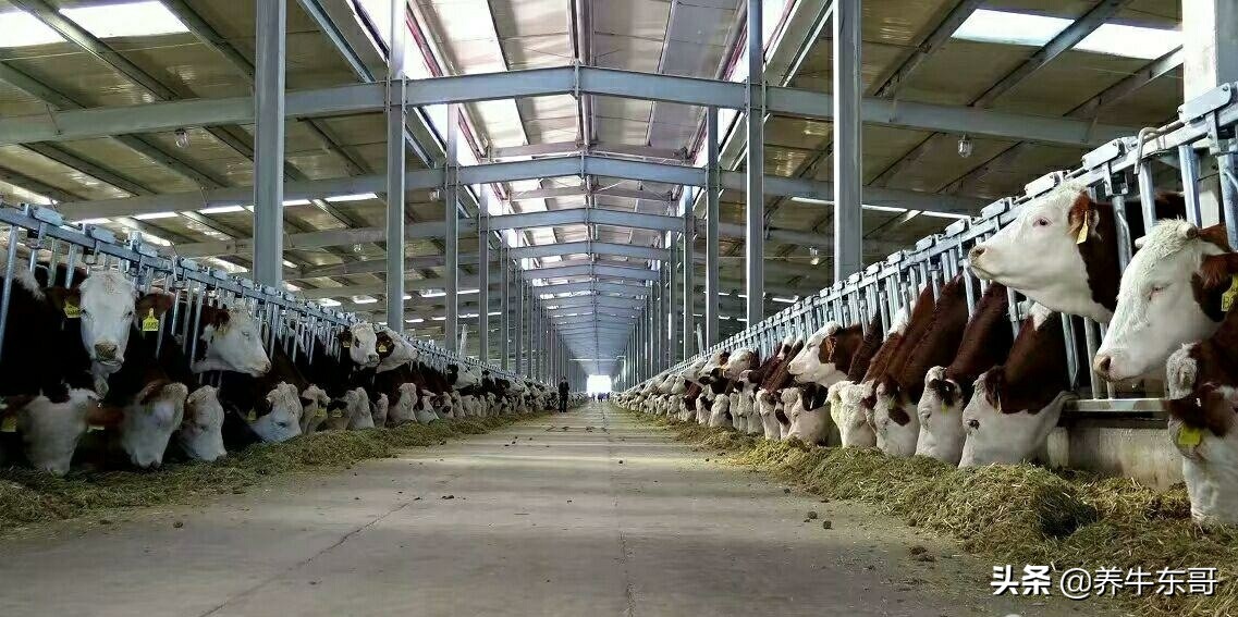养牛场的管理,大型养牛场日常管理工作细节