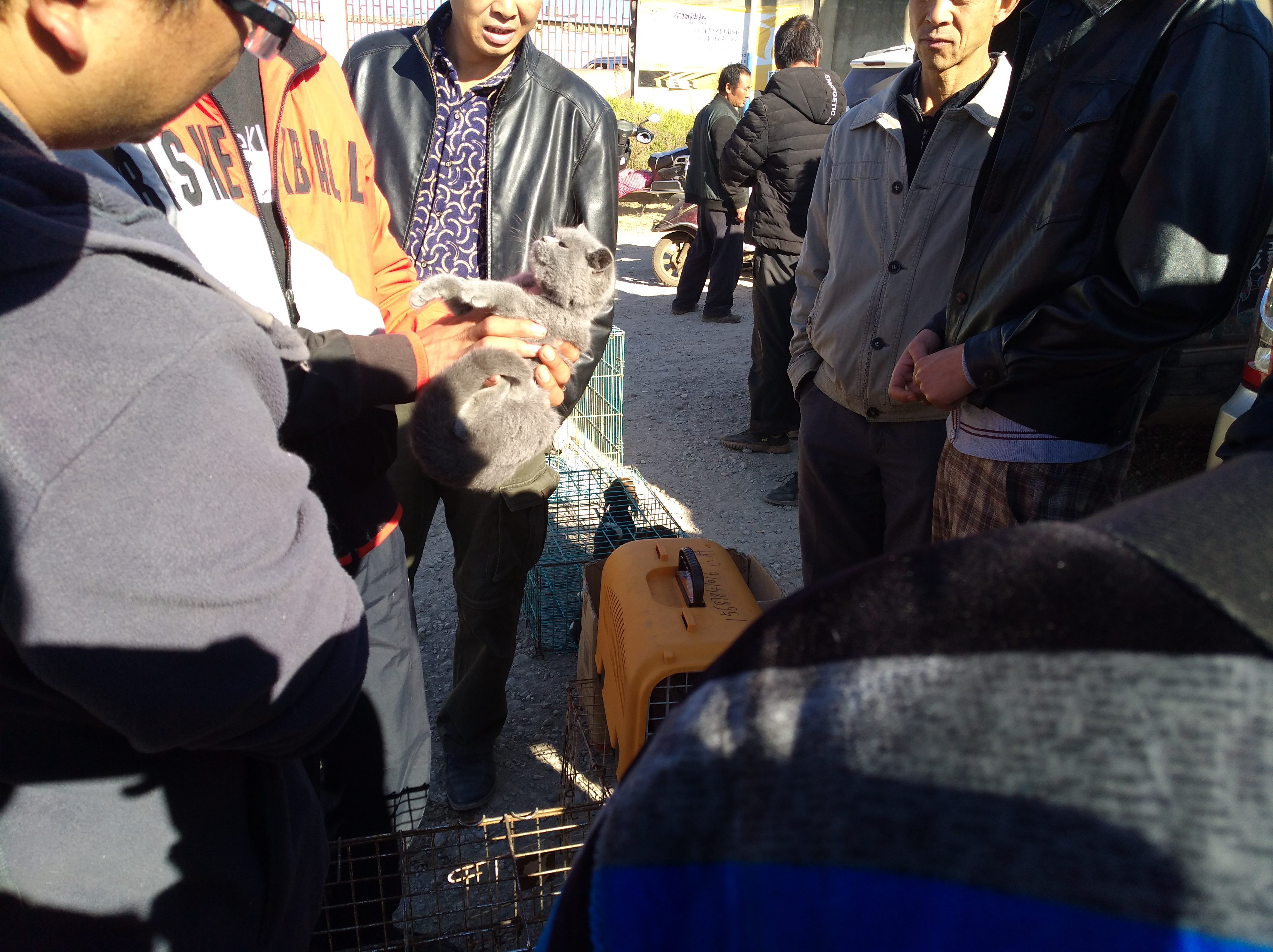 卖家转售自养的英短，买主觉得不纯故意找茬压价！