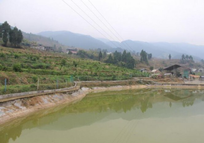 「重庆新职农风采」小泥鳅掀起“致富大浪”年销售收入达600万元