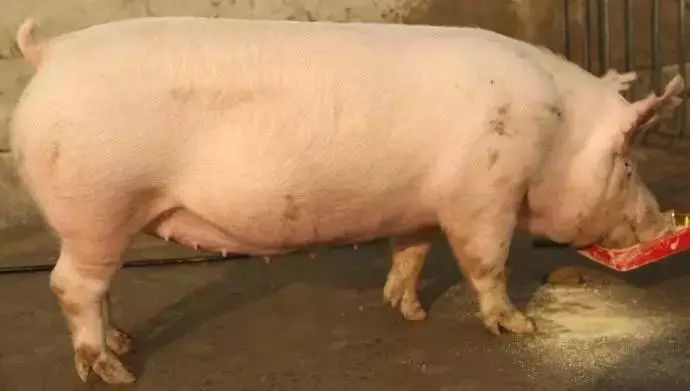 养殖户粪污处理不及时是什么问题,农村养殖拉粪团怎么办