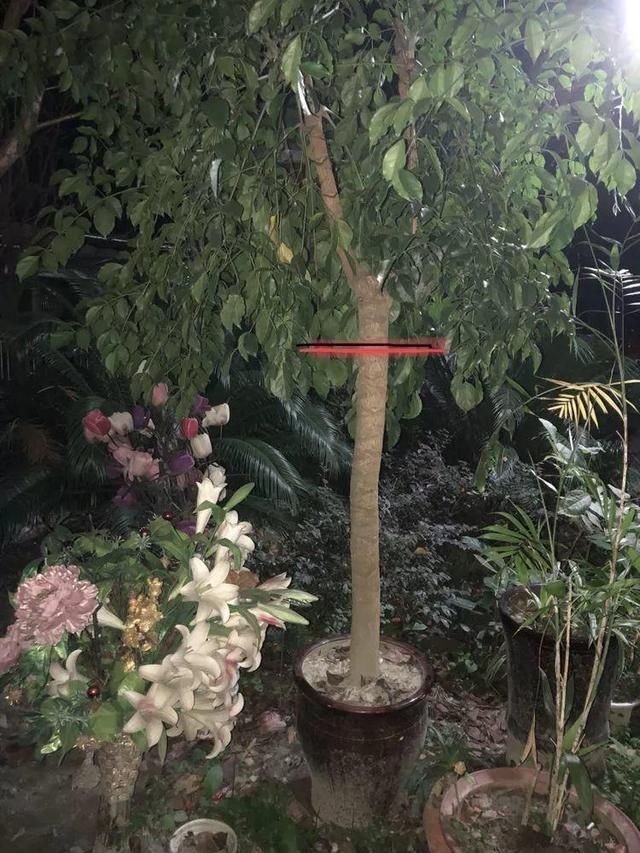 幸福树长个不长叶子,幸福树长得太高了