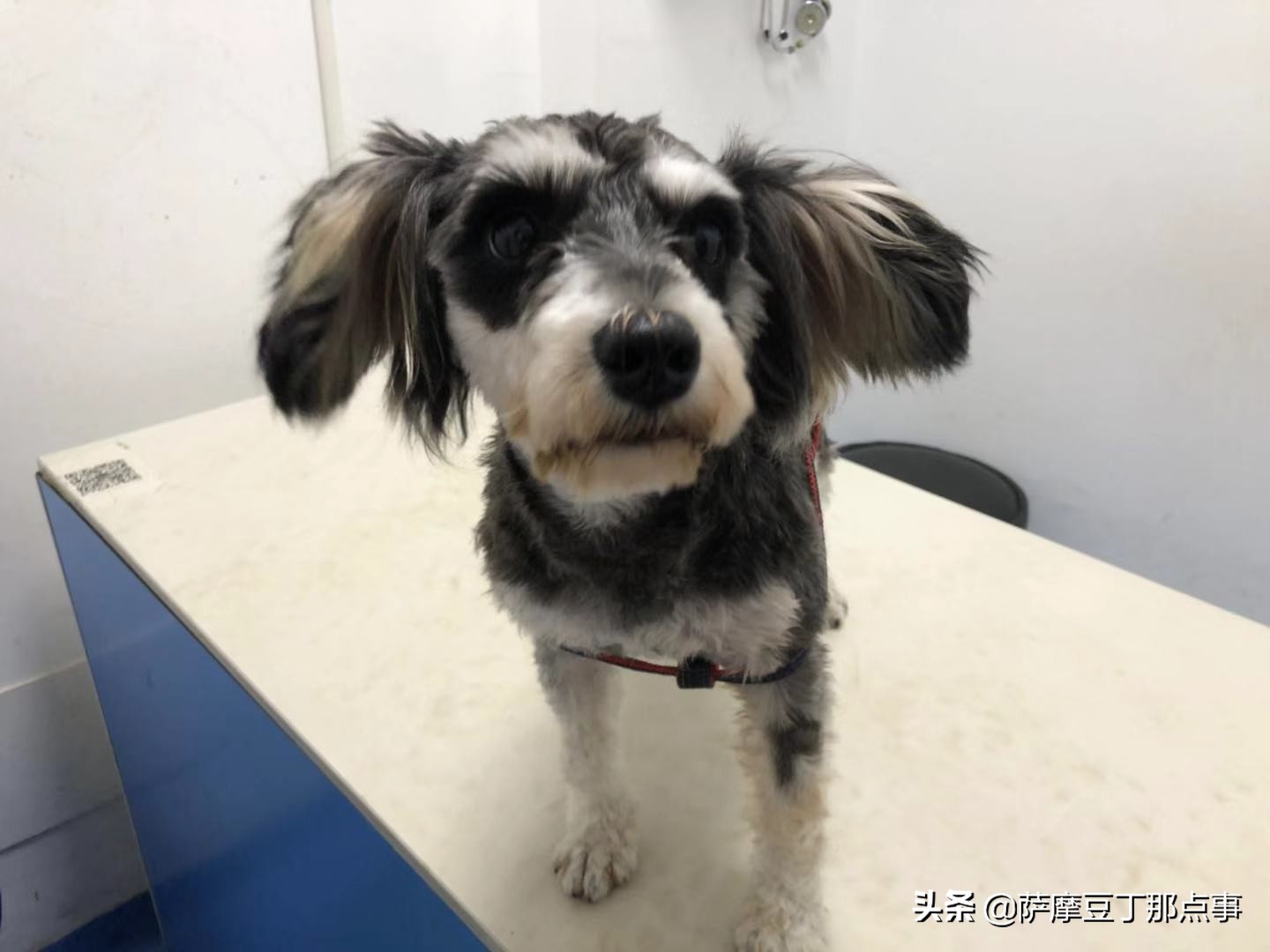 女孩在路边捡到一条流浪狗,男子捡到一条流浪狗