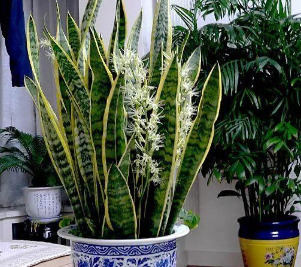 虎皮兰用什么方法养得好,虎皮兰如何养护长得快爆芽多