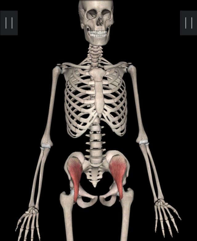 不懂健身动作练到的肌肉,锻炼髂腰肌最有效方法图解