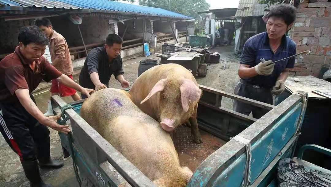 猪价这么低散户该怎么办,为什么猪价忽高忽低