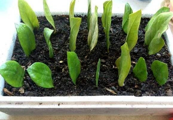 如何扦插金钱树成活率高,怎样扦插金钱树成活率高