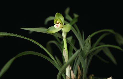 兰花一般多少钱一株图片,市面上的兰花和昂贵的兰花区别