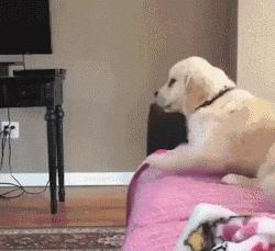 老板要给我买台电脑,老板适合用哪种笔记本电脑