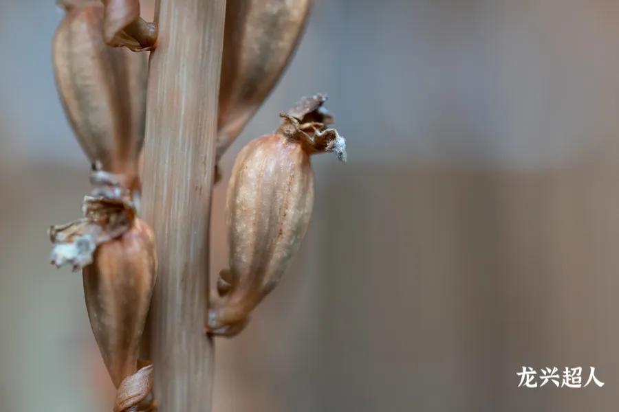 达州道地药材天麻,正宗中药材天麻