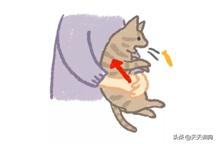 狗狗吞了牙签自救的方法,狗狗误吞异物排不出来怎么办