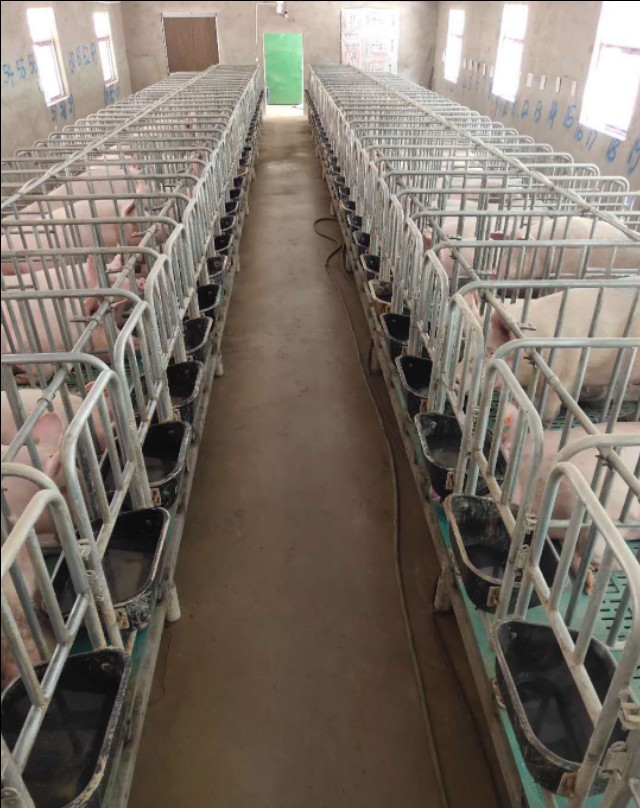 生猪代养注入致富活水,生猪代养场扶贫效益成效分析