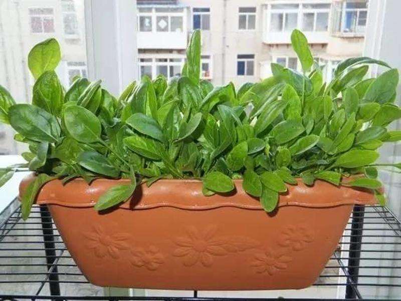 养花种菜再也不用担心土壤问题了,养花种菜怎么浇水好用