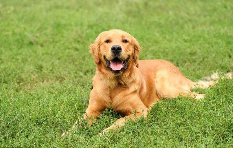 金毛吃狗粮好还是骨头好,金毛小狗一定要吃狗粮吗