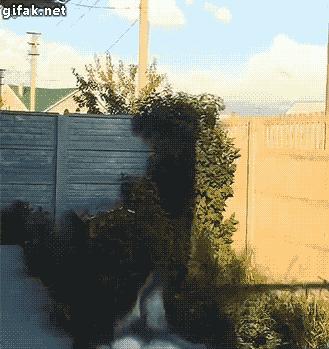 猛虎落泪指的什么动物打一生肖,猛虎落泪代表什么生肖打一动物