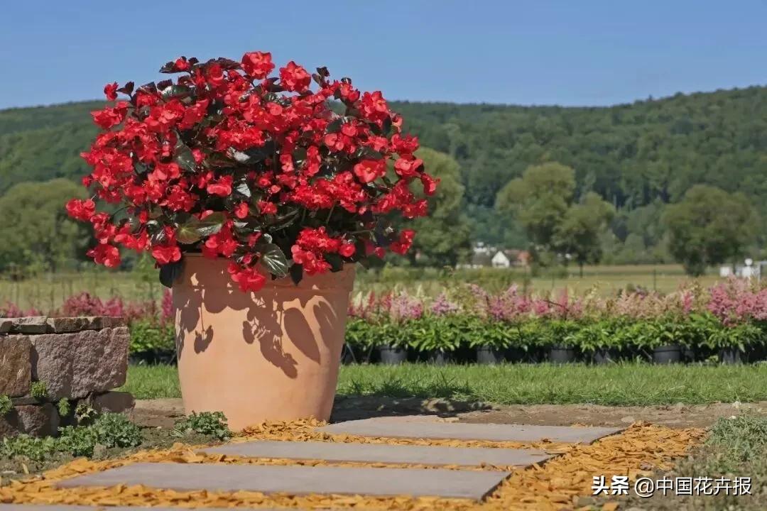 什么色系的花好看,6种颜色的花代表什么