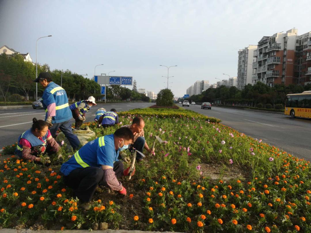 波斯菊孔雀草花海,波斯菊向日葵