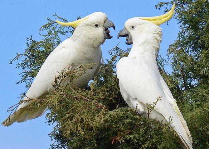 东江揽胜,惠州淡水常见鸟类图谱
