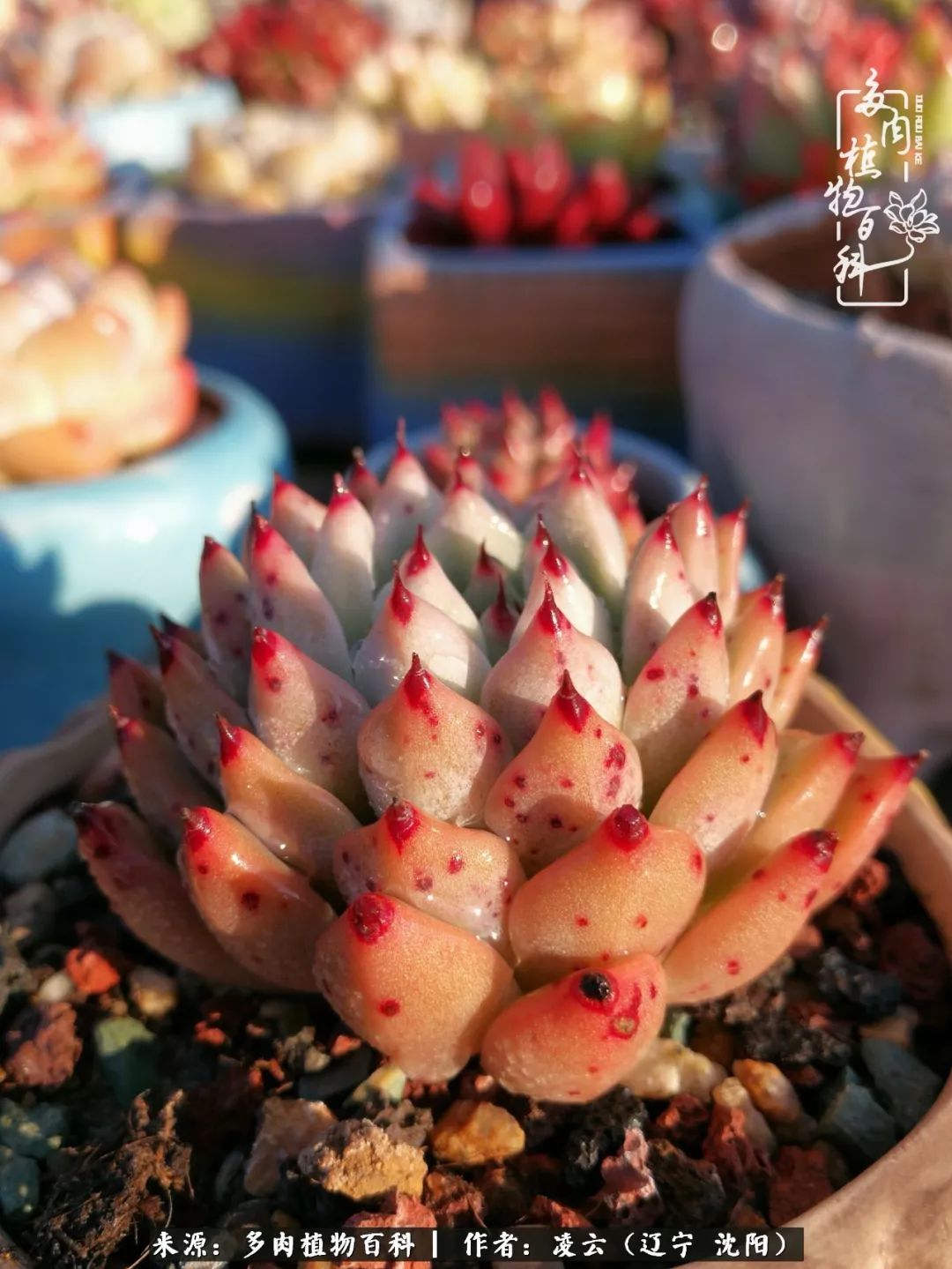 秋闲赏多肉,话育儿,亲生的自家娃,总有一刻让你怦然心动