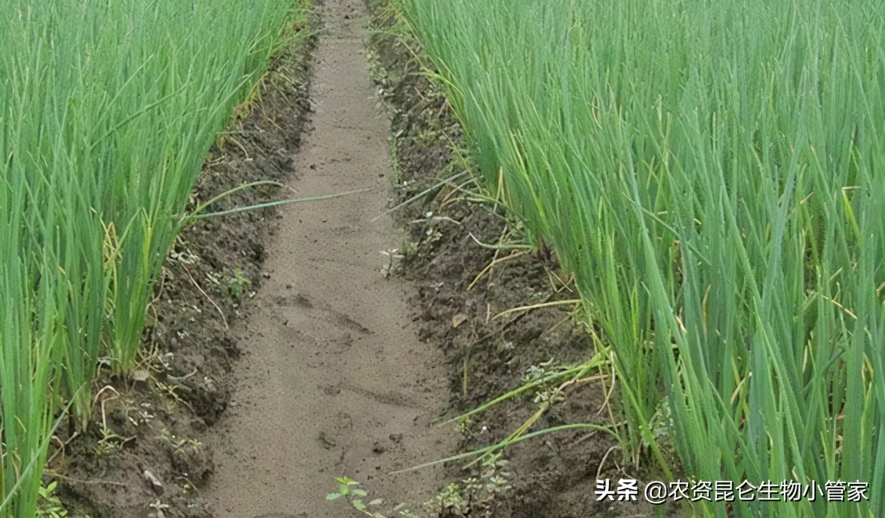 大葱烂根如何补救,大葱烂根子怎么治