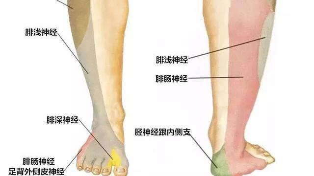 脉冲针灸对腓总神经损伤有效吗,腓总神经损伤针灸多长时间一疗程
