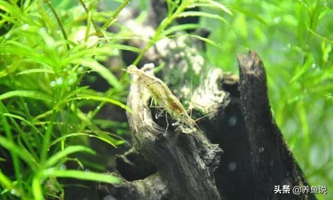 鱼缸中的青苔如何消除,鱼缸青苔处理的最好自然办法