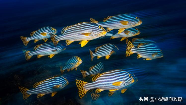 潜水小白必看,潜水圣地三天旅游攻略