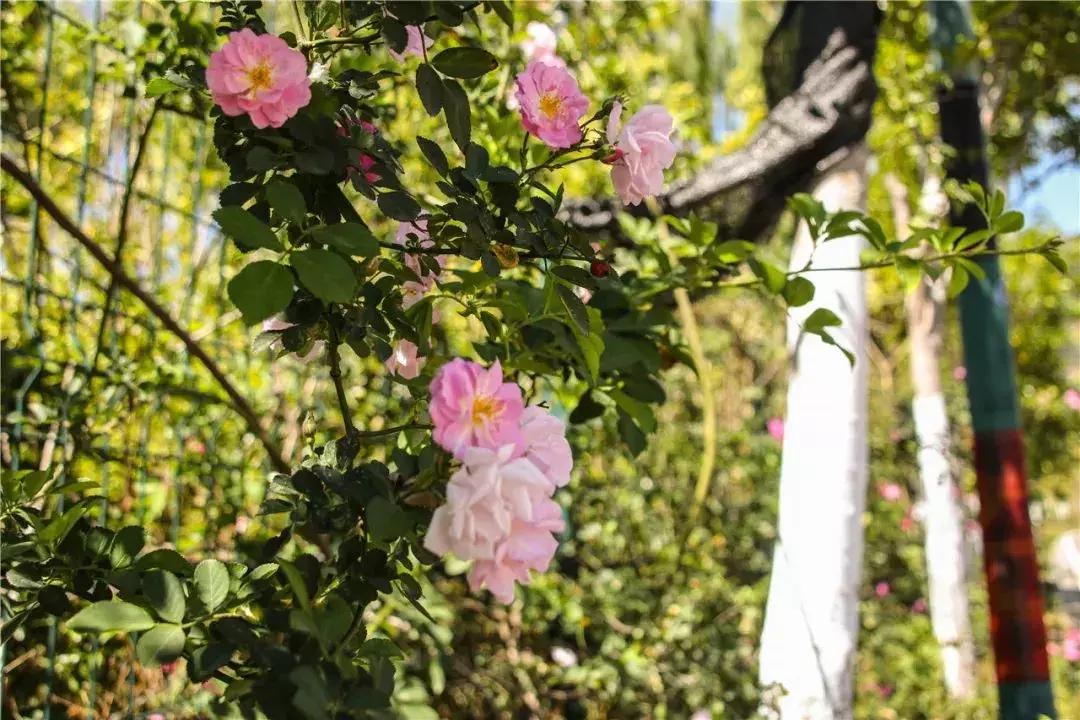 凉山州哪里可以赏花,西昌赏花攻略