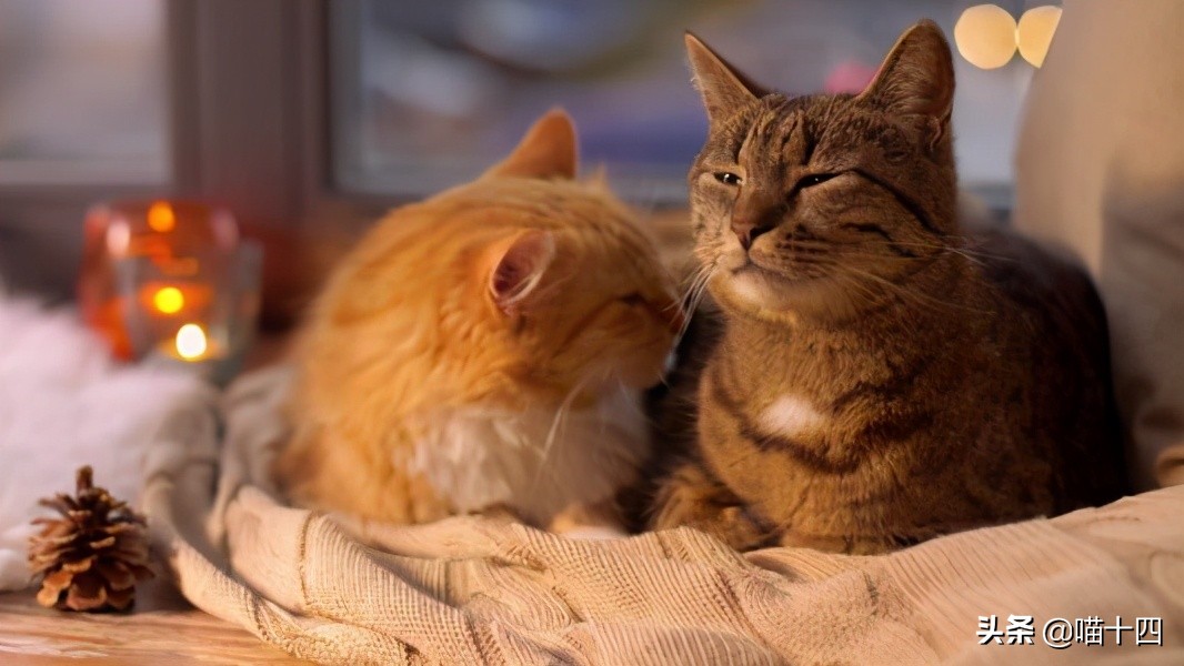 别让宠物医院榨干铲屎官的钱包——小毛病,不求人「外创篇-下」