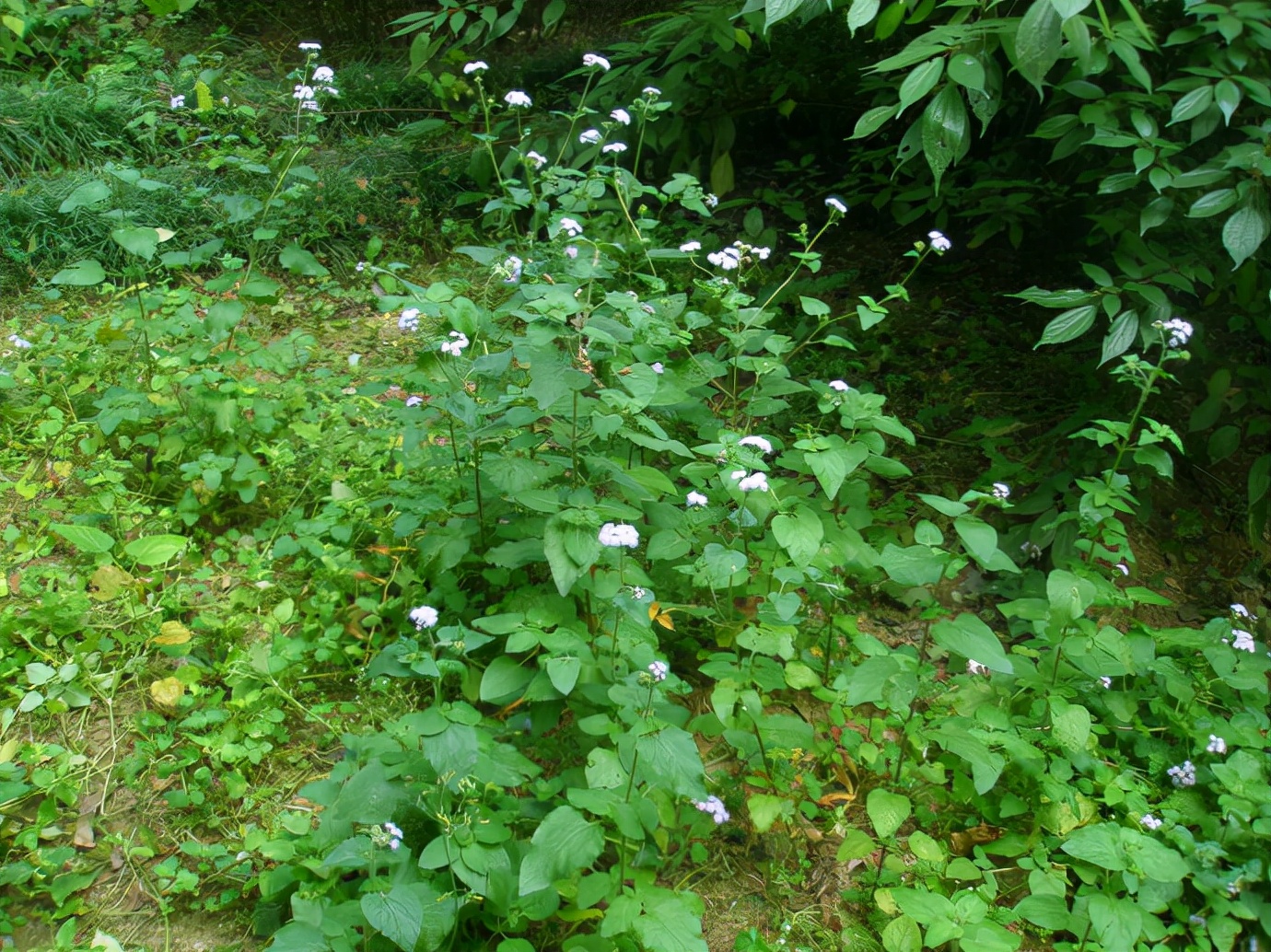 房顶长出杂草怎样消灭,墙里长出的草怎么清除