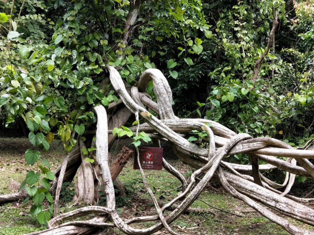 袁金奎老师国画作品欣赏,袁金奎写意花鸟画作品