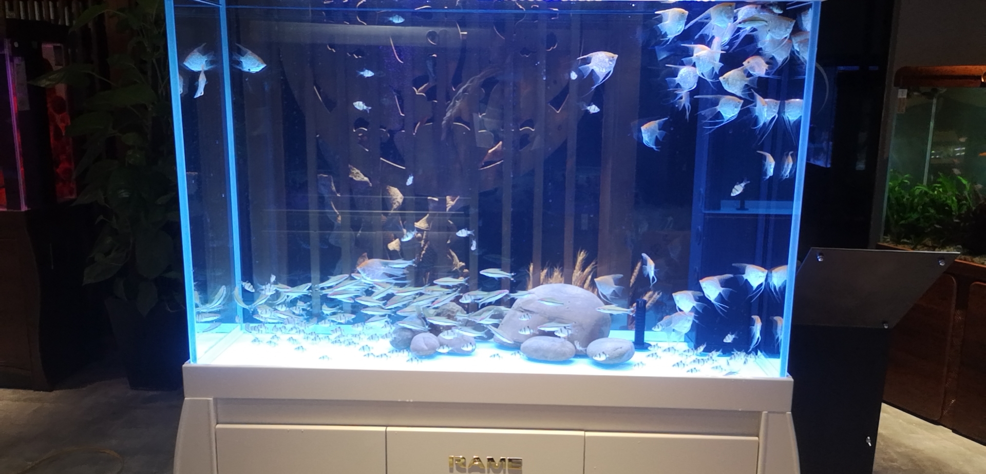 活性炭对于鱼缸的好处与坏处,鱼缸活性炭两年了还有效果吗