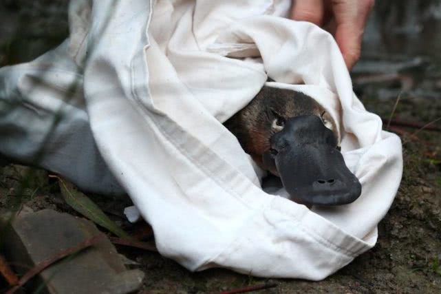 澳大利亚森林大火鸭嘴兽灭绝了吗,澳大利亚鸭嘴兽面临灭绝新闻