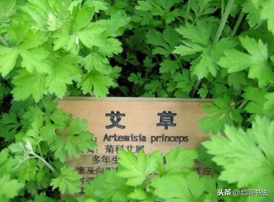 印泥资料有哪些,印泥种类