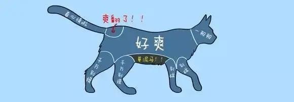 猫咪的爪子怎么捏,猫咪为什么不喜欢被铲屎官摸爪子