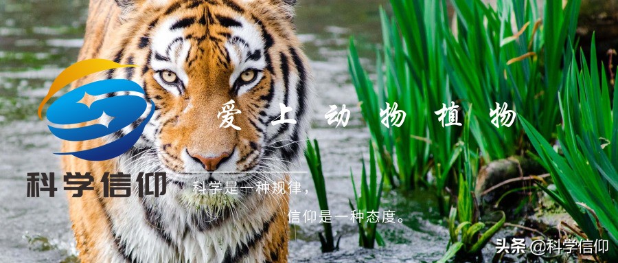 河豚有多美味拼死吃河豚值得吗,现在河豚的毒素还有解药吗