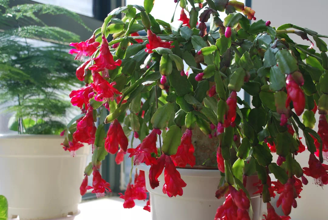 花期最长的3种花值得拥有,开春入手月季