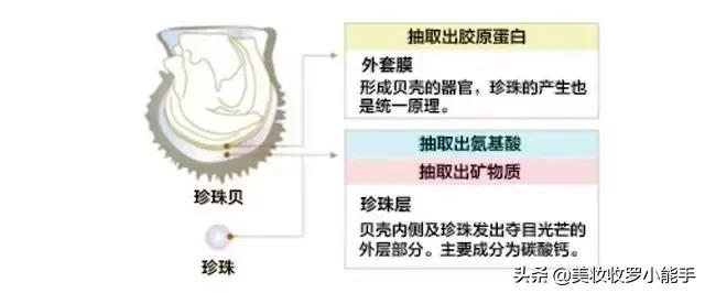 mikimoto御木本珍珠养肤晚安粉 (御木本mikimotowonderland)