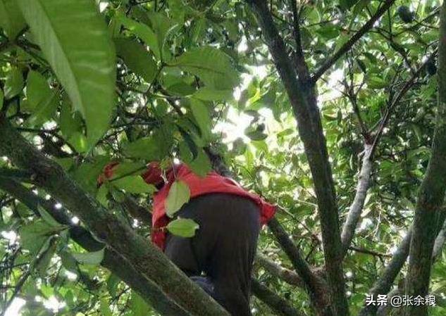 山竹啥时候结果啥时候采摘,山竹好果率