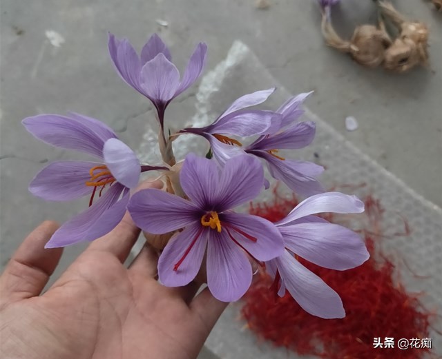 藏红花又能观赏又能喝,观赏药用两不误盆栽