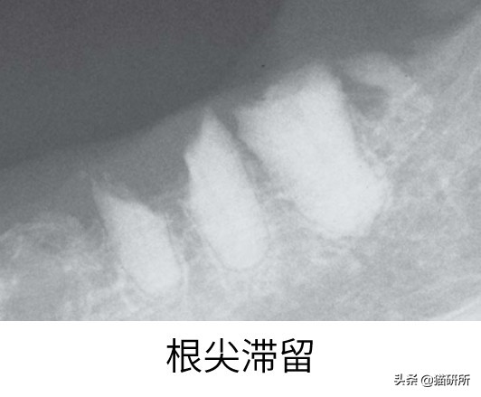 有100只猫该咋办,猫舍的猫全部得口炎了怎么办呢