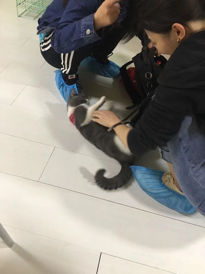 宠物市场买到星期猫,买猫怕买到星期猫该怎么做