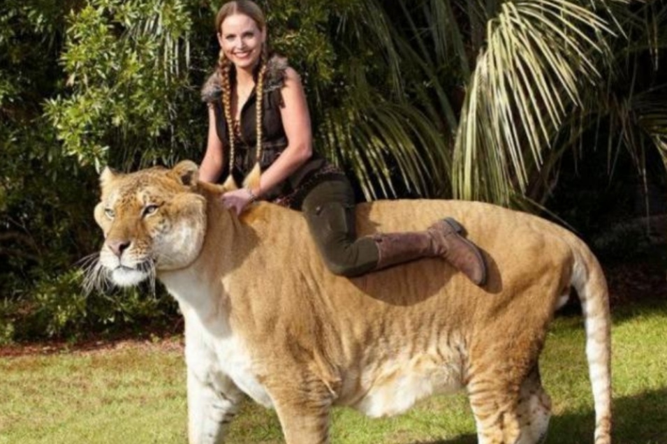 狮虎兽与狮子老虎谁厉害,巨型狮虎兽体重