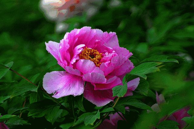 重阳节祝天下所有的父母身体健康,愿天下父母重阳节日幸福快乐