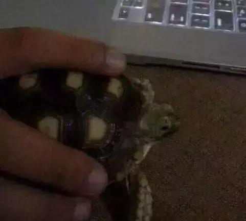 重口味慎入！美女玩起了大肉虫子，竟盘得又红又亮！