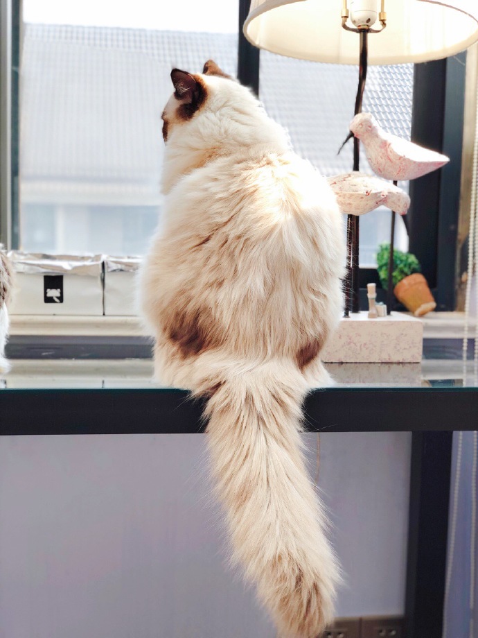 田园猫常见的8个品种,田园猫最厉害的是什么猫