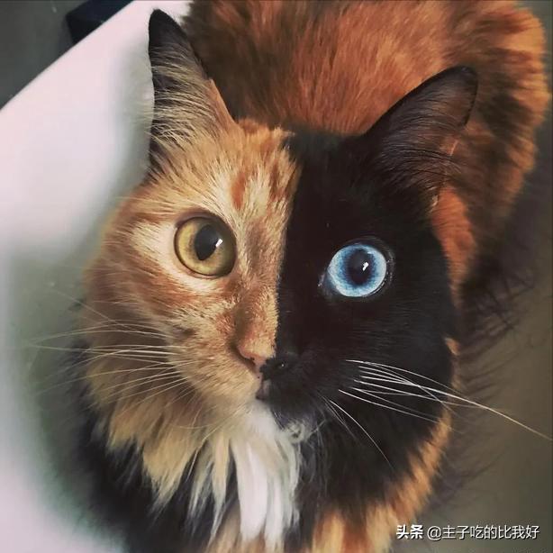 一只健康的猫咪,一只健康的猫和折耳猫