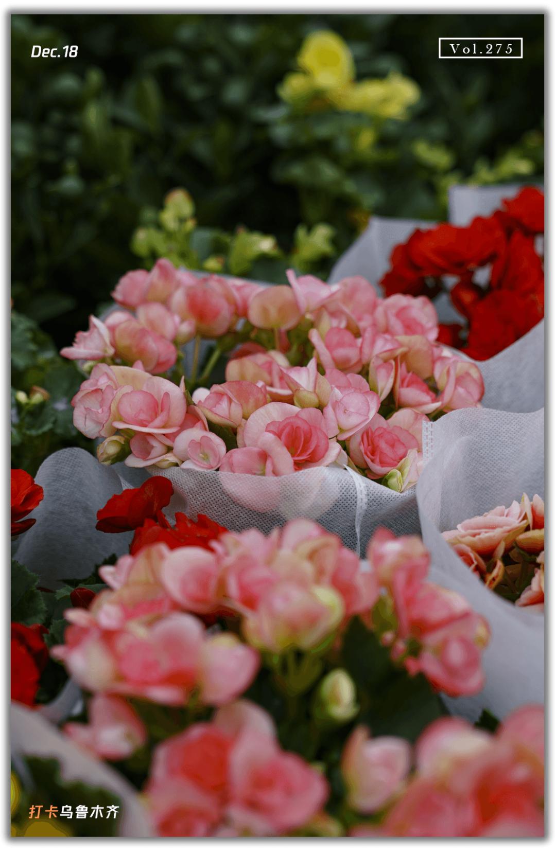 乌鲁木齐花市在哪里光明路附近,乌鲁木齐的花市在哪里