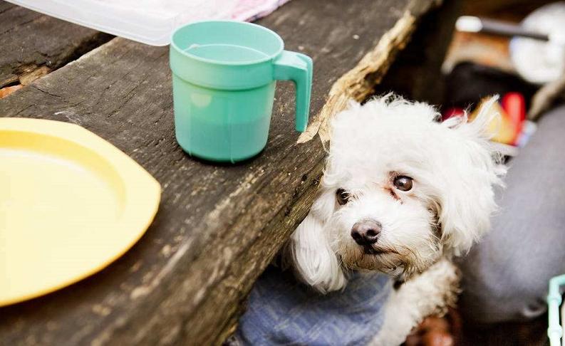 比熊一天喂几次最合适,7个月比熊一天吃几顿一顿吃多少